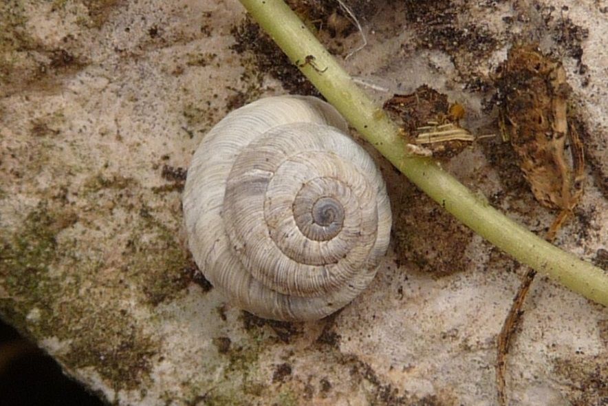 Candidula cavannae, cima del M. Miletto