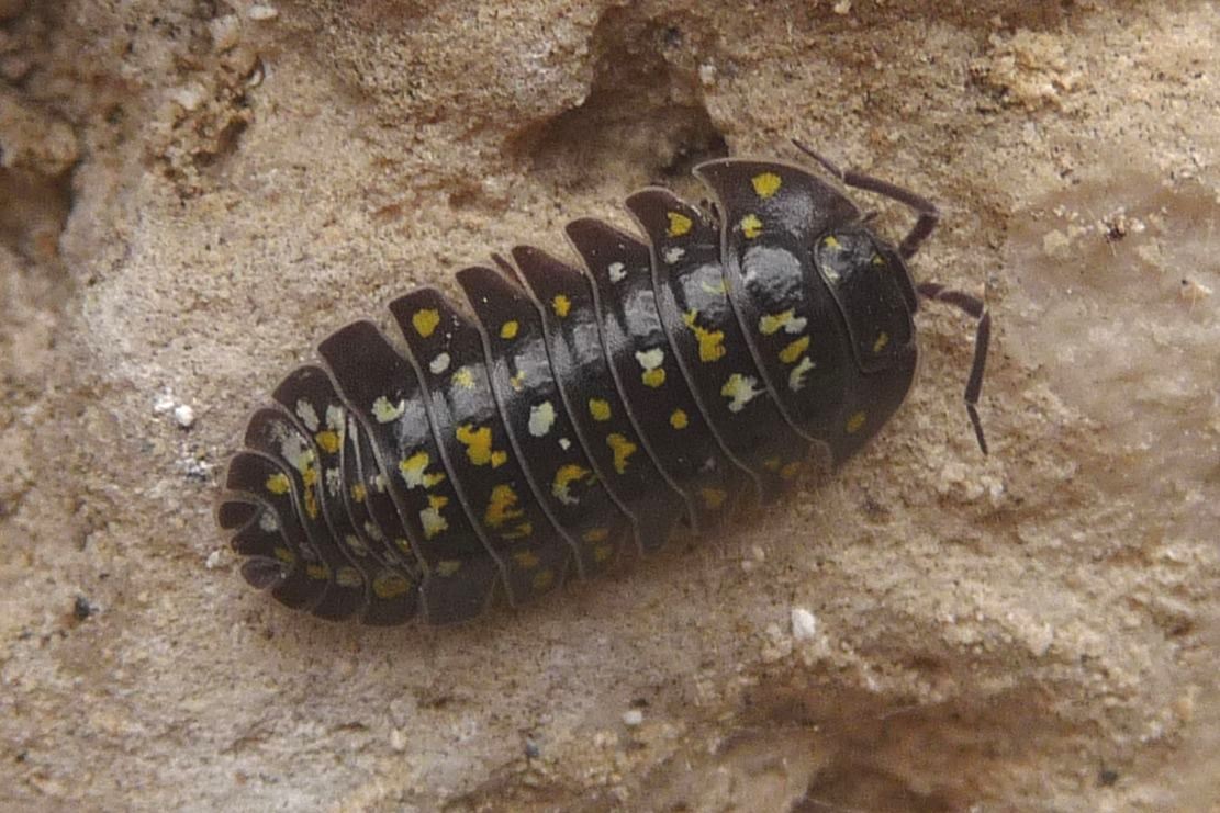 Armadillidium del M.Grappa - tirolense?