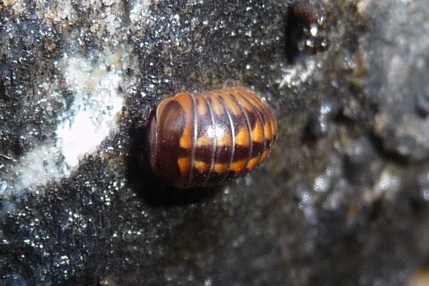 Glomeris oblongoguttata - Val Daone (TN)