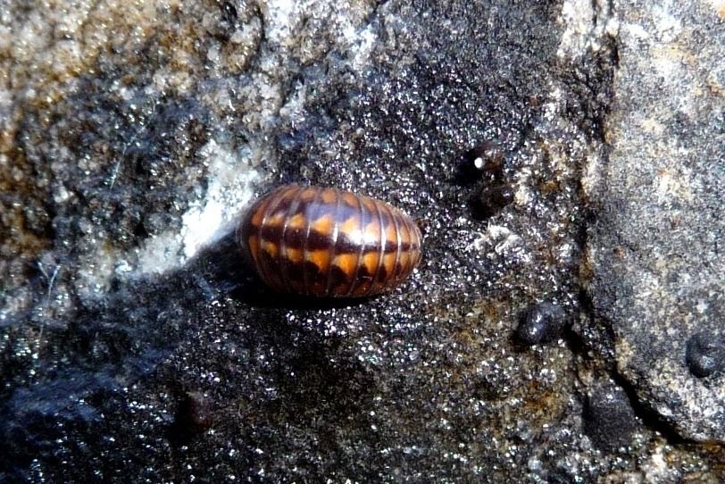 Glomeris oblongoguttata - Val Daone (TN)