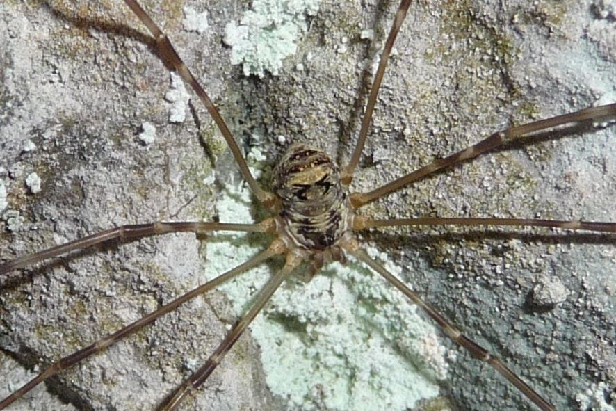 Amilenus aurantiacus, femmina (Phalangiidae)