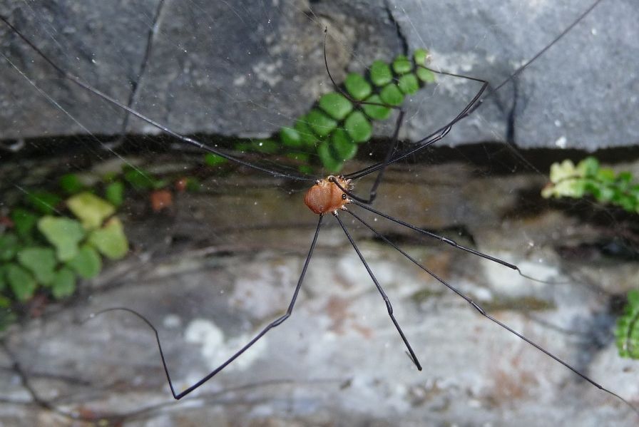 Leiobunum rotundum, maschio (Sclerosomatidae)