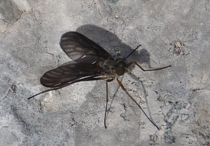 dal Passo Maniva (BS): Rhagionidae da id.