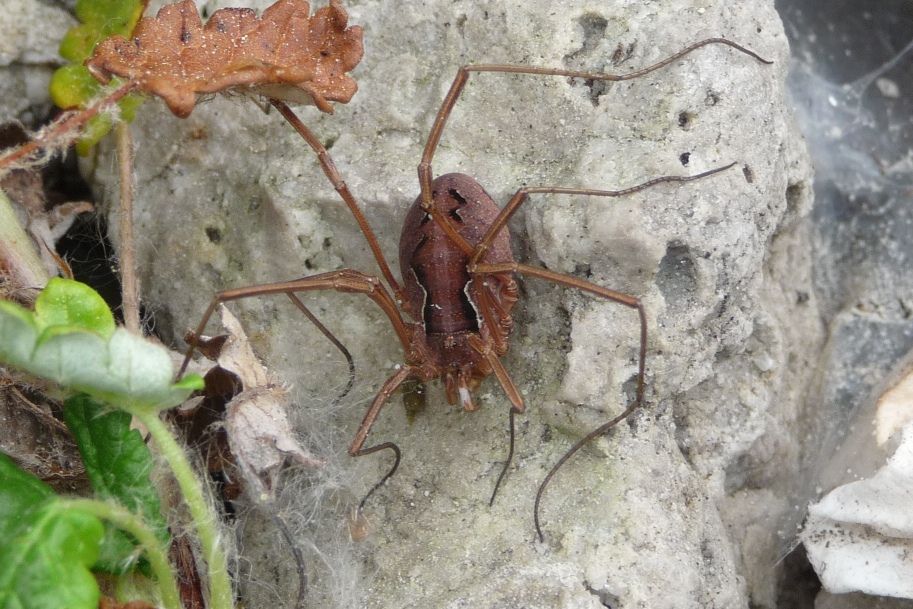 Opilione panciuto: Mitopus morio (Phalangiidae), femmina