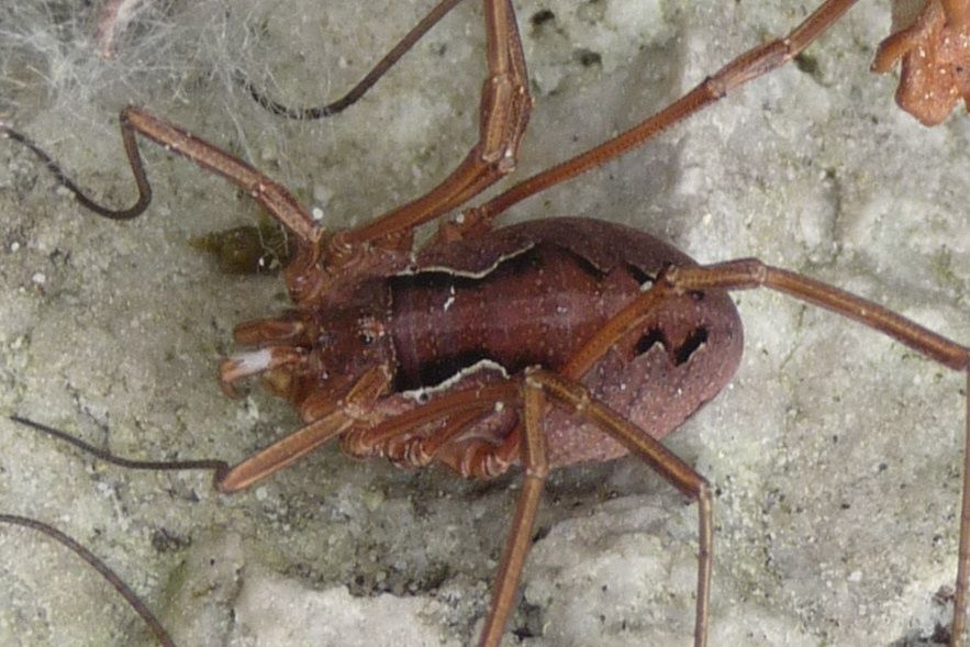 Opilione panciuto: Mitopus morio (Phalangiidae), femmina