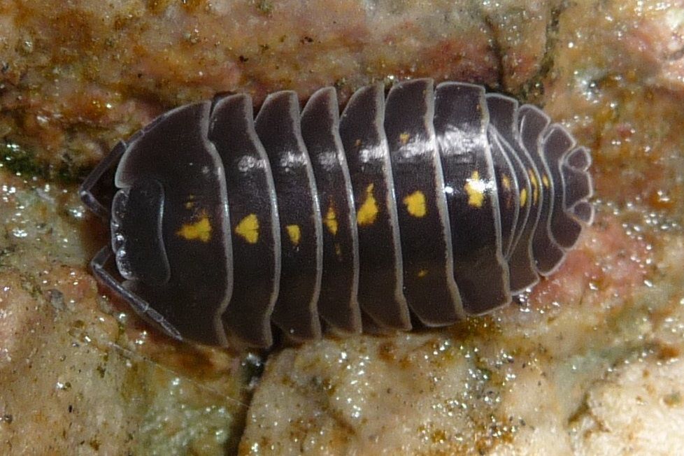 Armadillidium di Giazza (VR)