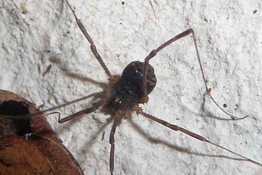 Astrobunus helleri, s (Sclerosomatidae)