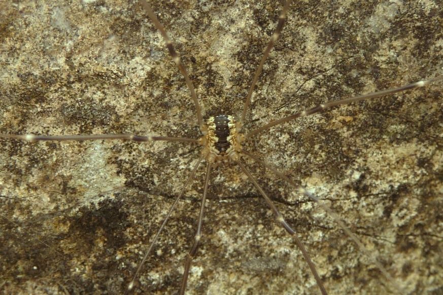 Leiobunum religiosum (Sclerosomatidae)