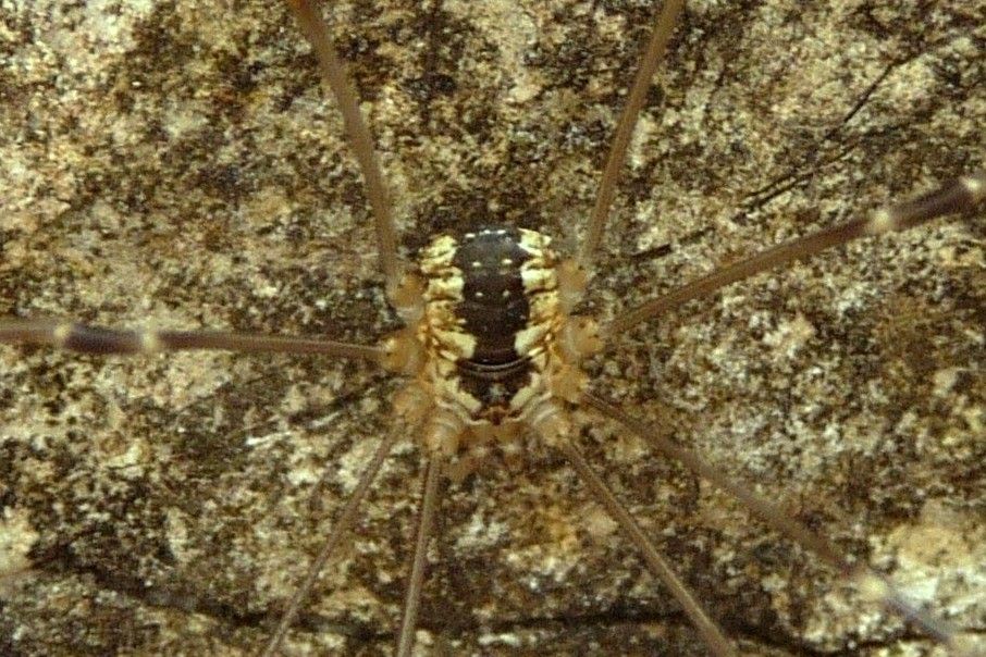 Leiobunum religiosum (Sclerosomatidae)