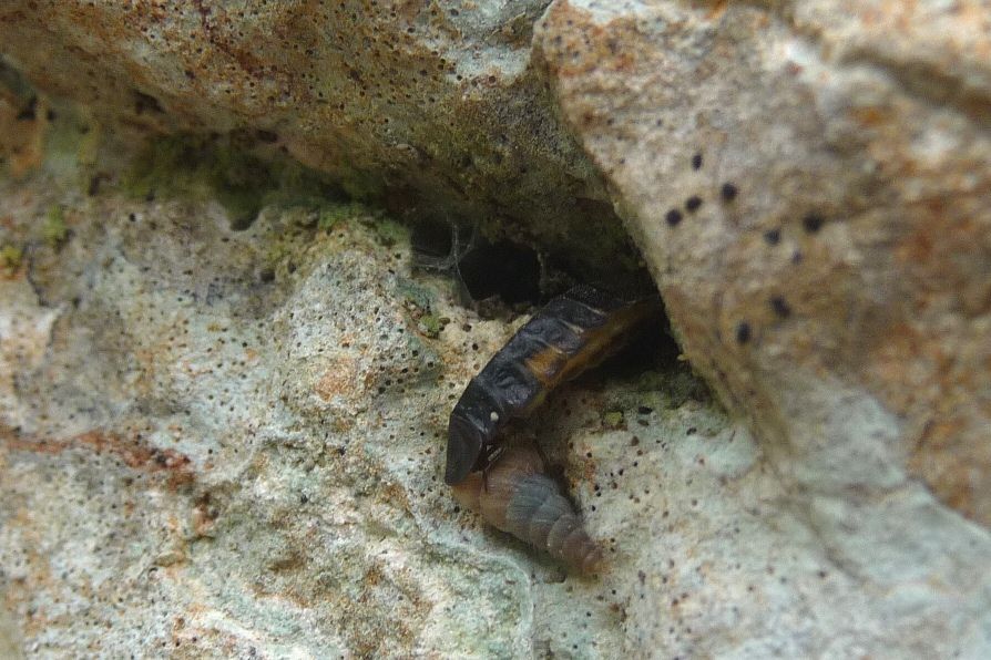predatore di chioccioline. Lampyris?... larva di Lamprohiza sp.