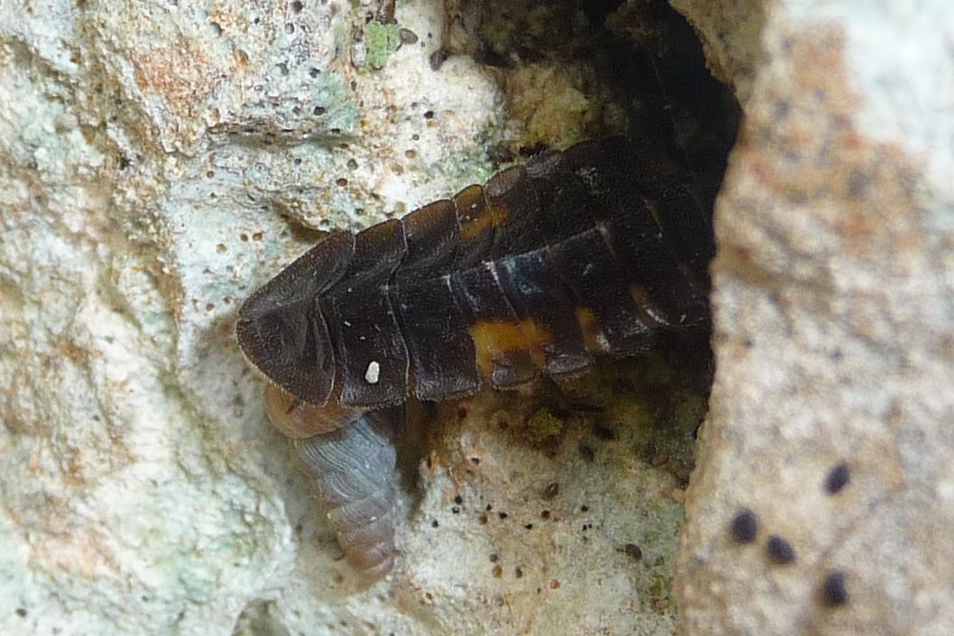 predatore di chioccioline. Lampyris?... larva di Lamprohiza sp.