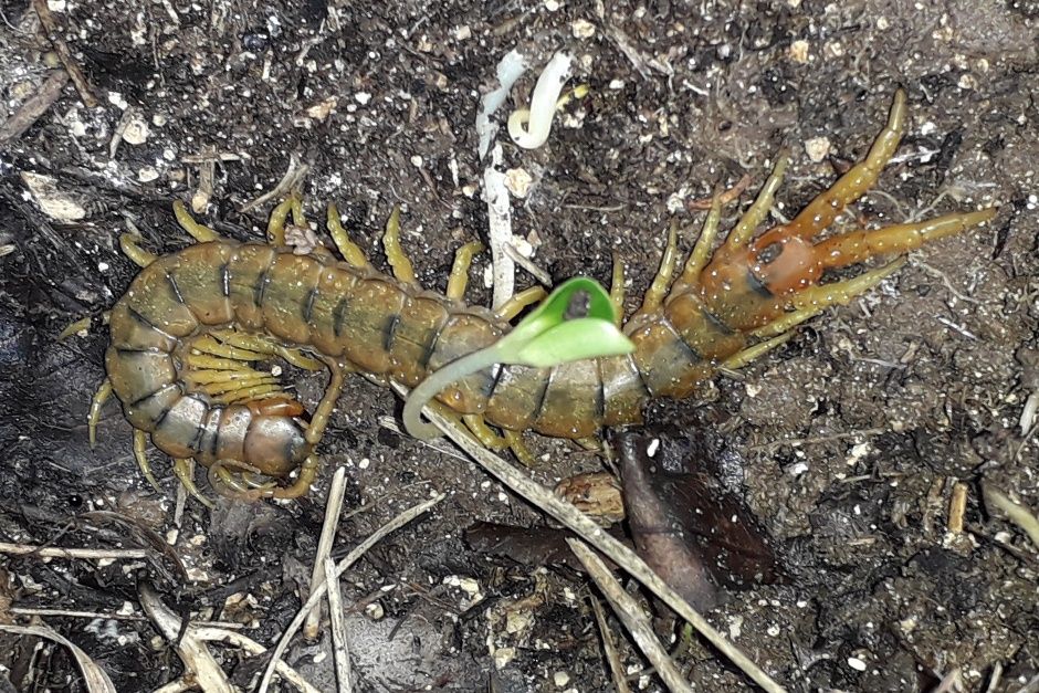 Scolopendra berica ...