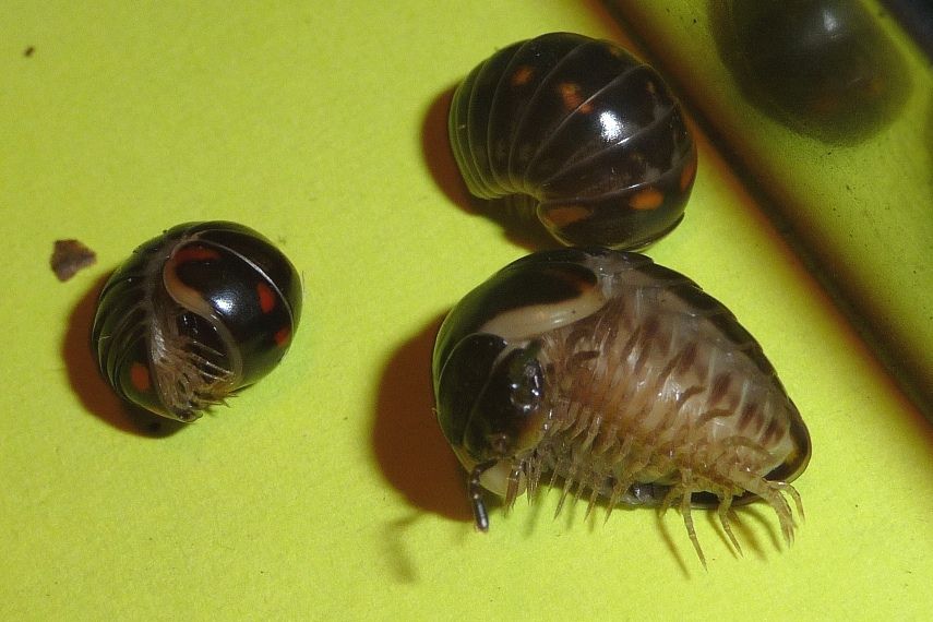 Glomeris euganeorum di Teolo (PD)