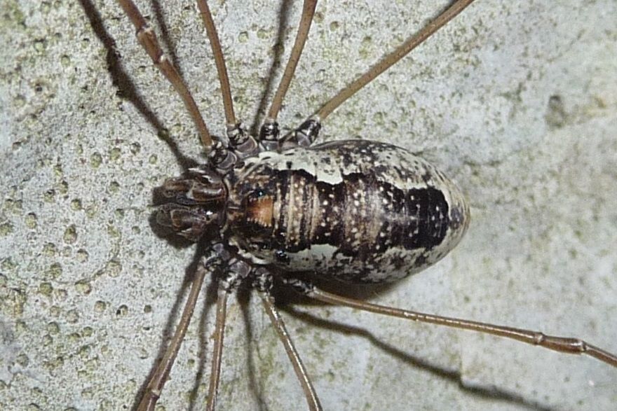 Platybunus pinetorum ♀ (Phalangiidae)