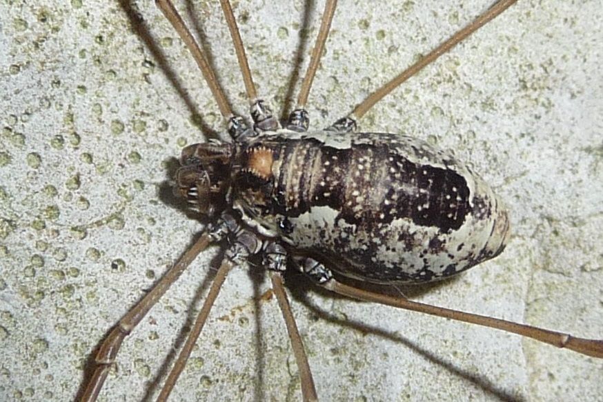 Platybunus pinetorum ♀ (Phalangiidae)