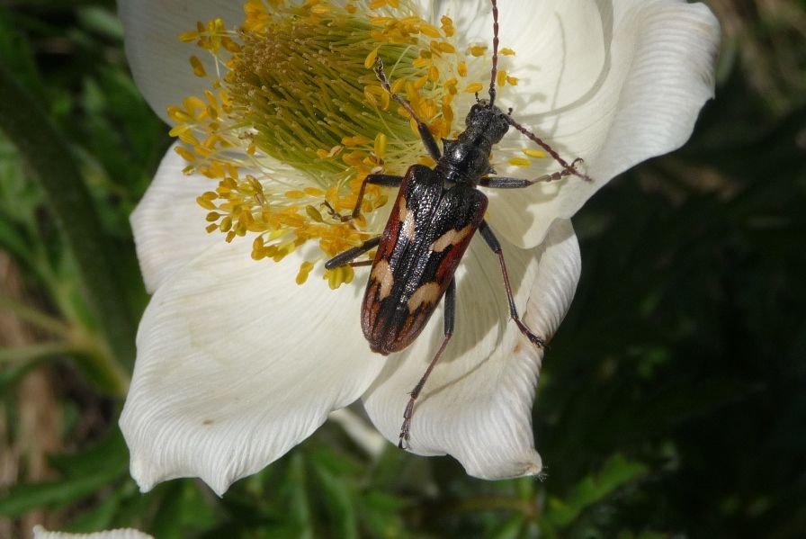 Rhagium bifasciatum - Paganella