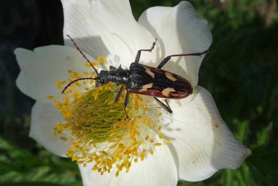 Rhagium bifasciatum - Paganella