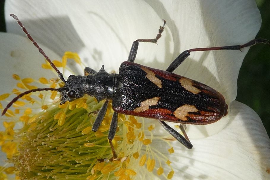 Rhagium bifasciatum - Paganella