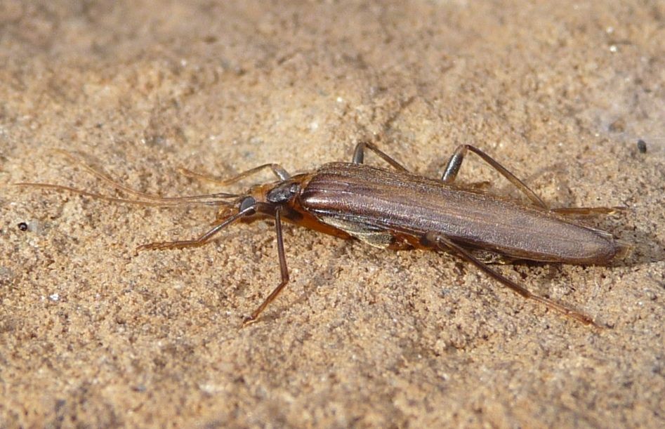 Cerambycidae ?: No, Oedemeridae: femmina di Oedemera (Oncomera) femoralis