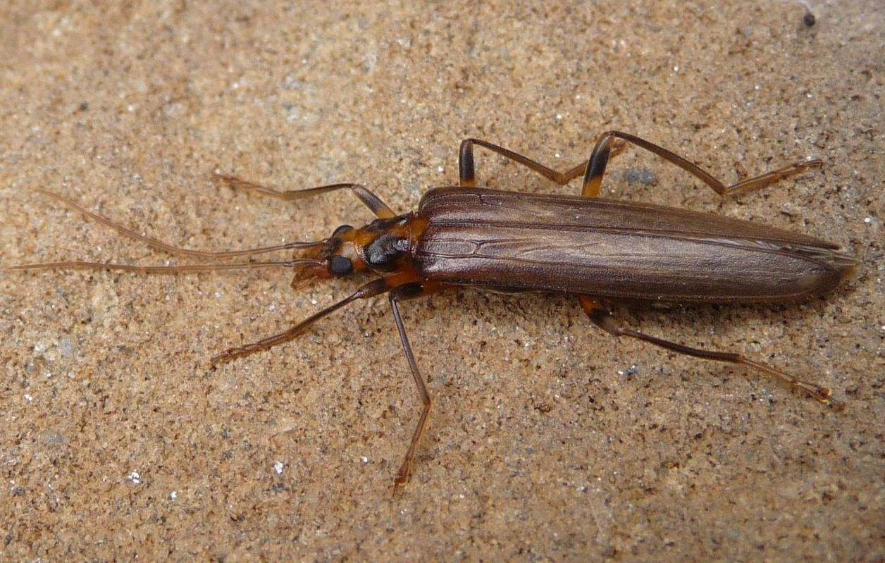 Cerambycidae ?: No, Oedemeridae: femmina di Oedemera (Oncomera) femoralis