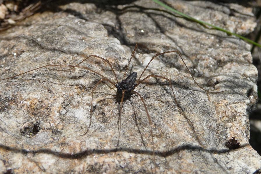 Platybunus pinetorum ♂ - Cima Levante (TN)