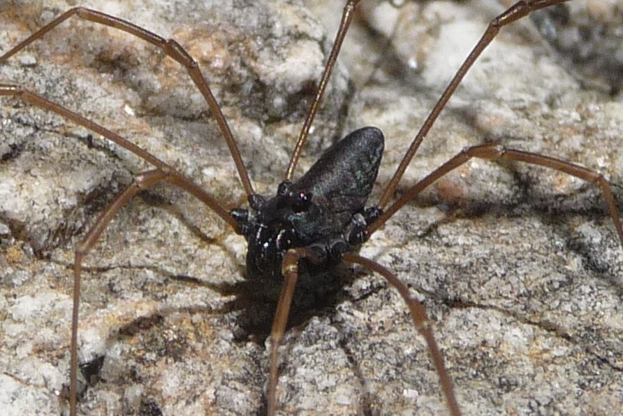 Platybunus pinetorum ♂ - Cima Levante (TN)