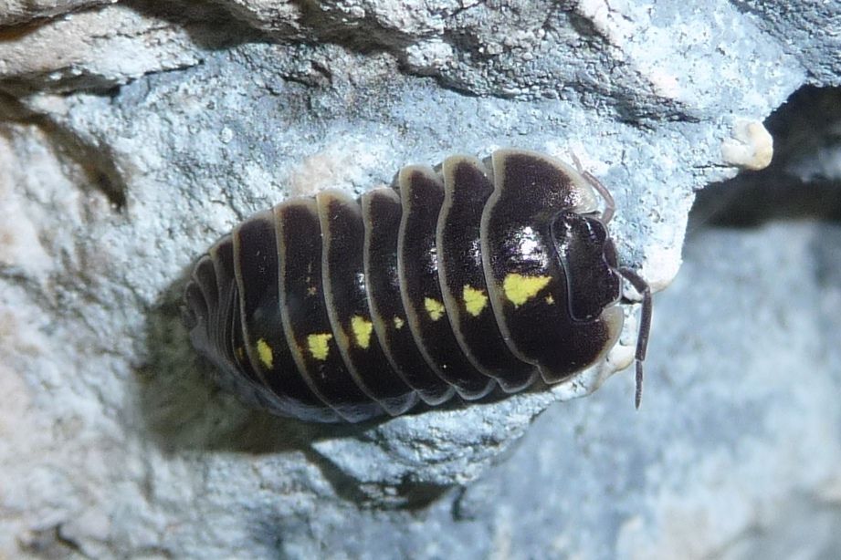 Armadillidium - valle dei Ronchi, Ala (TN)