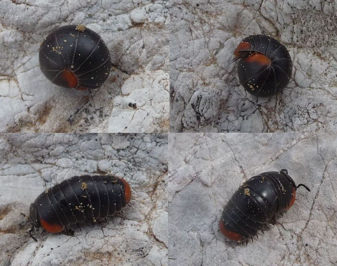 Glomeris aurita (?) sulla Grigna