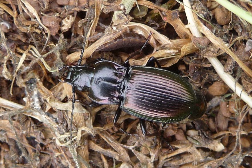 Carabidae: Pterostichus burmeisteri