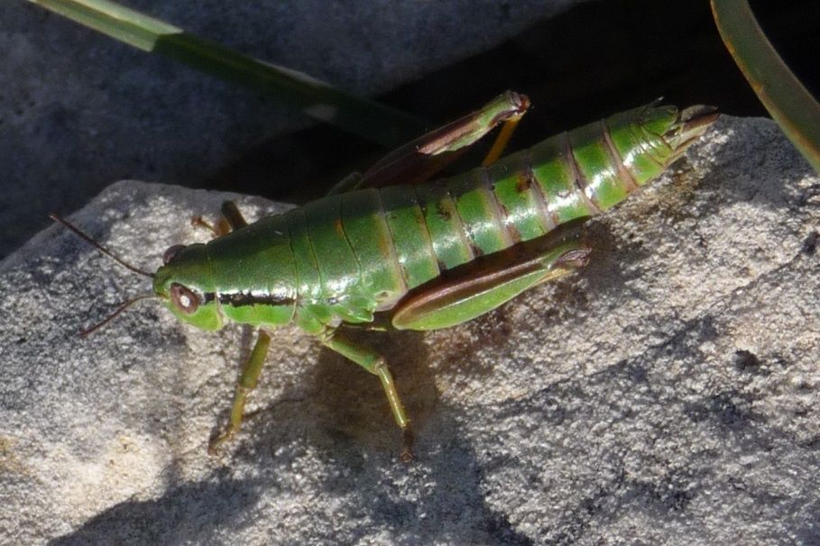 Chorthopodisma cobellii - Pasubio