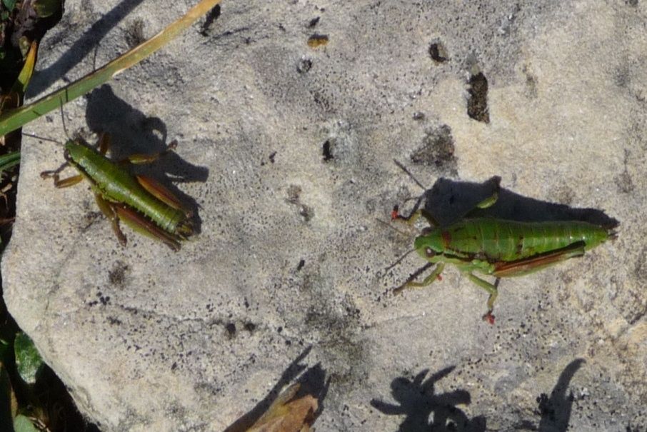 Chorthopodisma cobellii - Pasubio