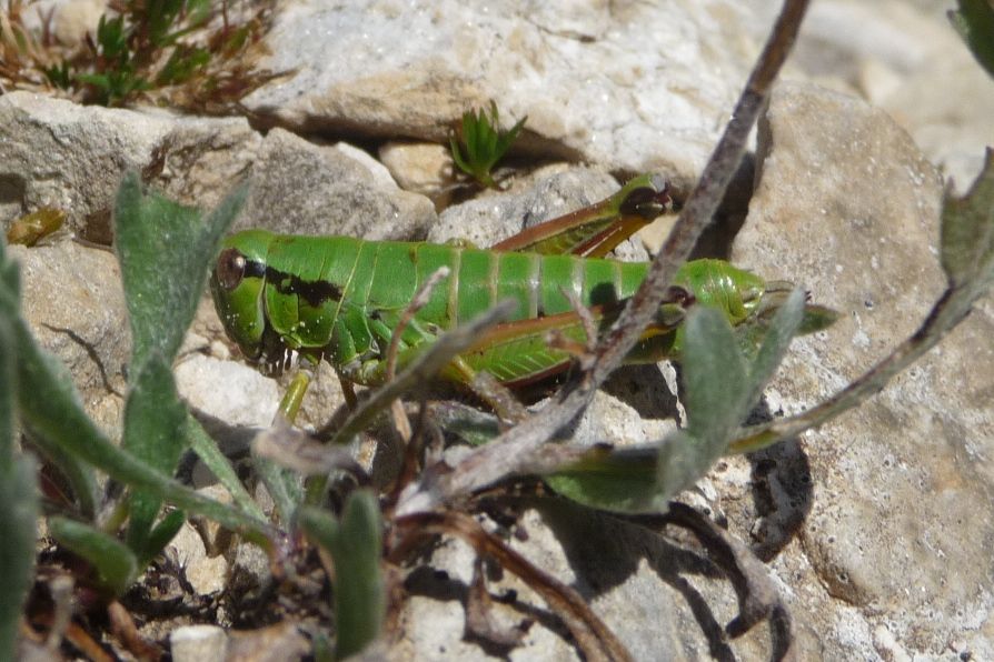 Chorthopodisma cobellii - Pasubio