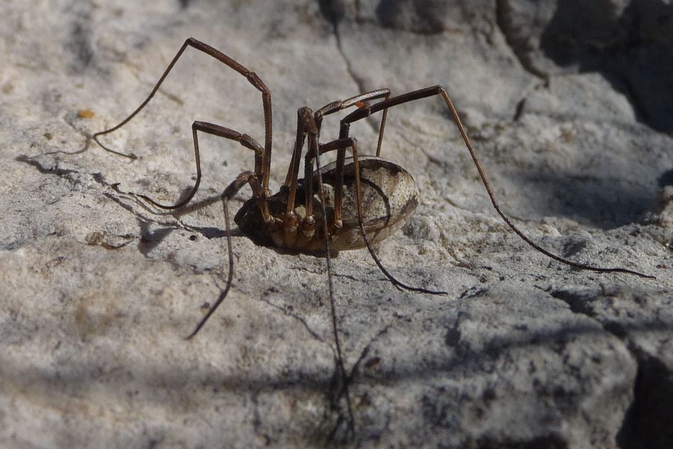 Mitopus morio - Pasubio (TN)