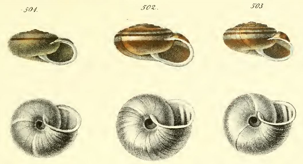 Chilostoma sadlerianum