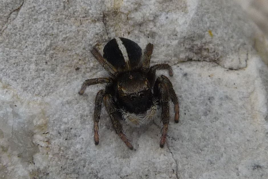 salticide del M.Baldo: Sitticus sp. - in memoria di Beppe (papuina)