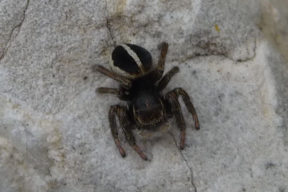 salticide del M.Baldo: Sitticus sp. - in memoria di Beppe (papuina)