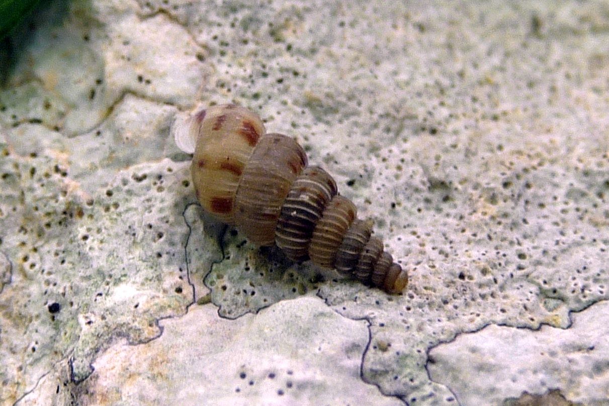 Cochlostoma villae - Lessini vicentini