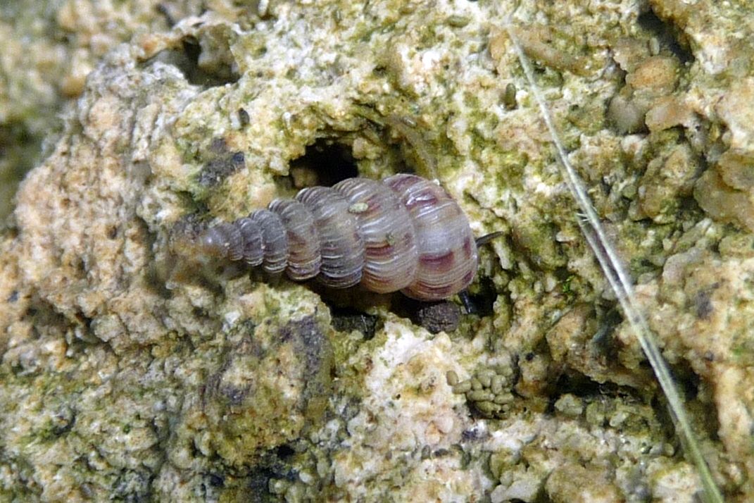 Cochlostoma villae - Lessini vicentini