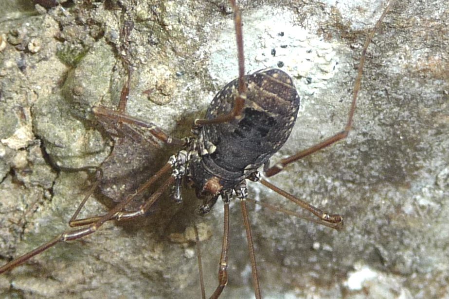 Platybunus pinetorum ♀ - Phalangiidae