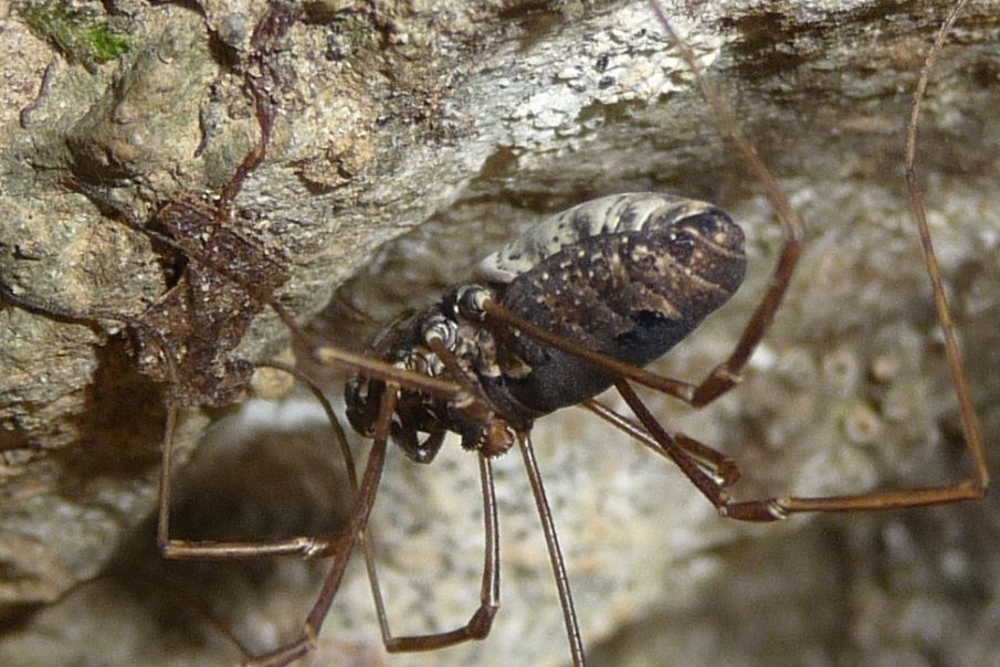 Platybunus pinetorum ♀ - Phalangiidae