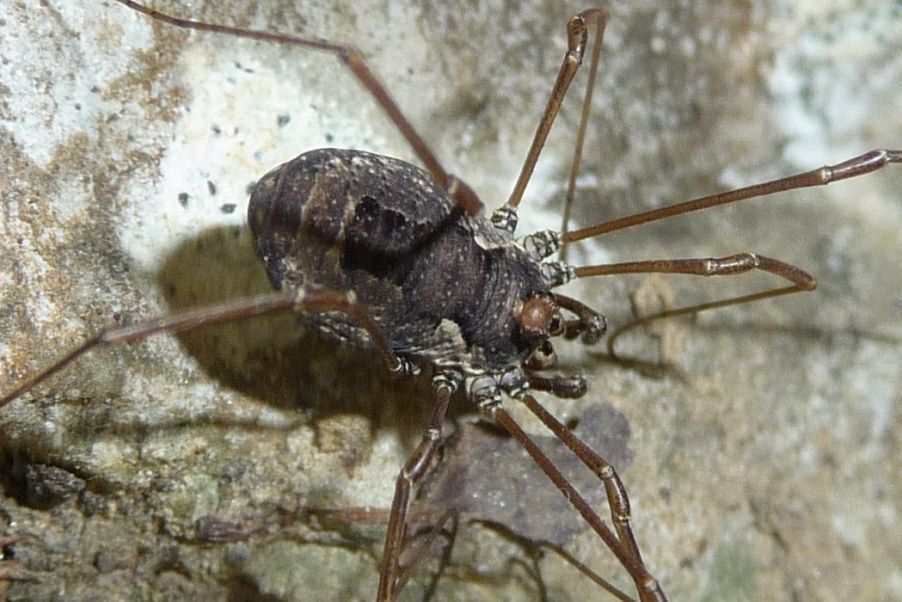 Platybunus pinetorum ♀ - Phalangiidae