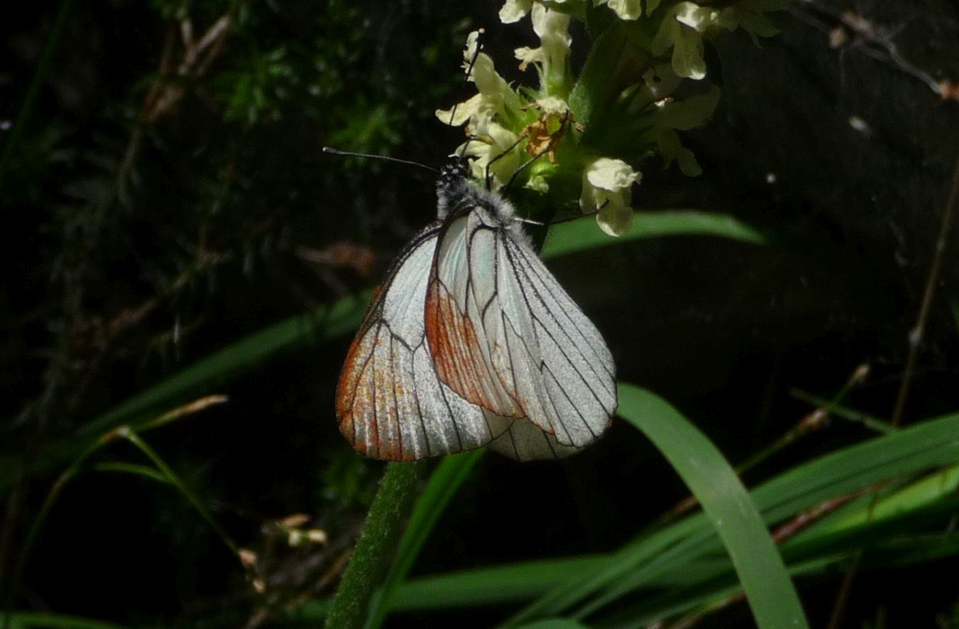 Aporia crataegi imbellettata