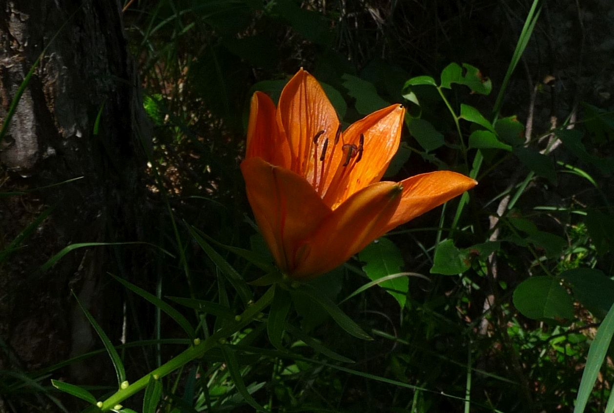 Aporia crataegi imbellettata