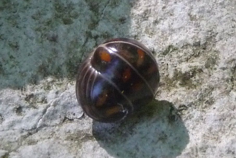 Glomeris connexa, M. Grappa