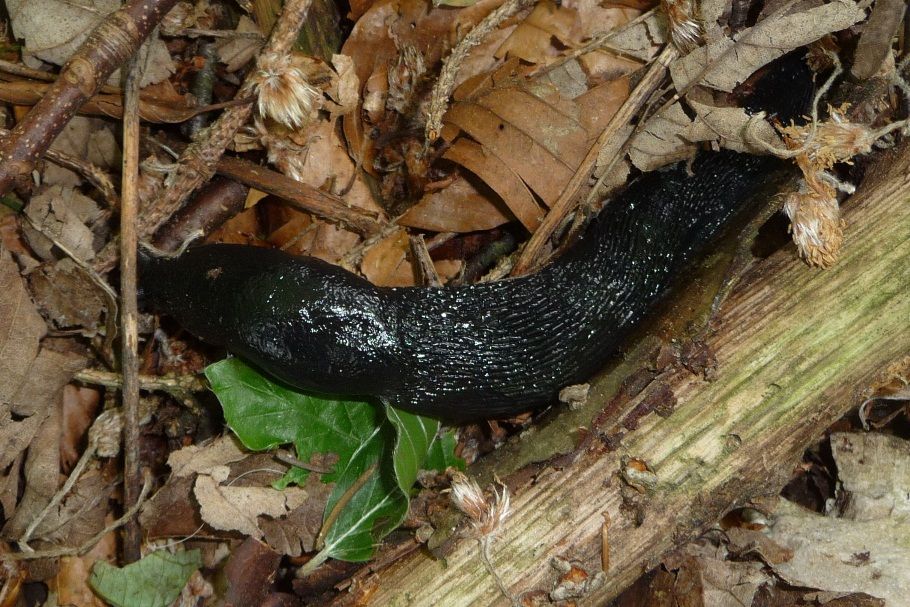 Limax cinereoniger, M. Grappa