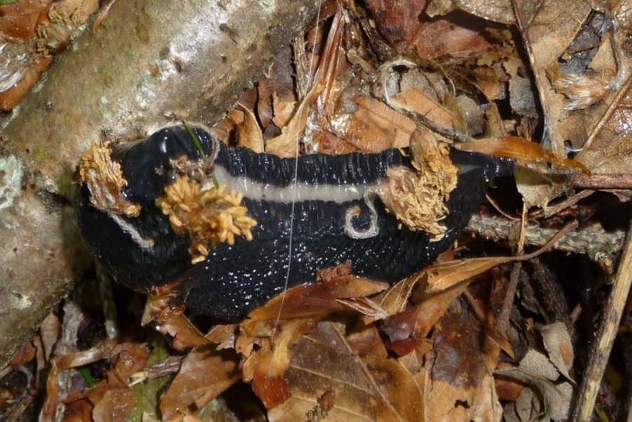 Limax cinereoniger, M. Grappa