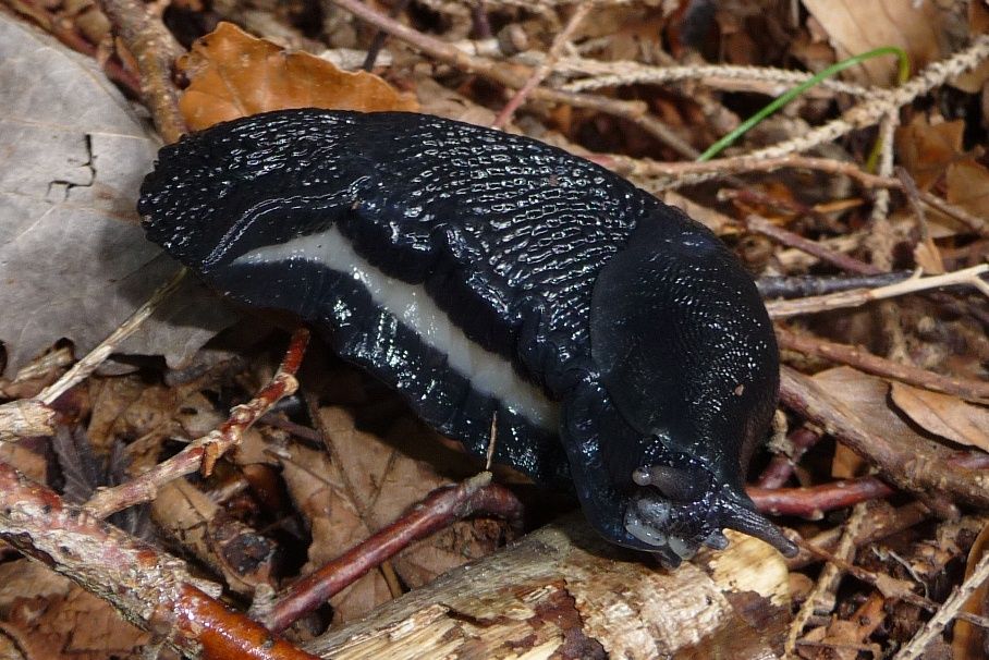 Limax cinereoniger, M. Grappa