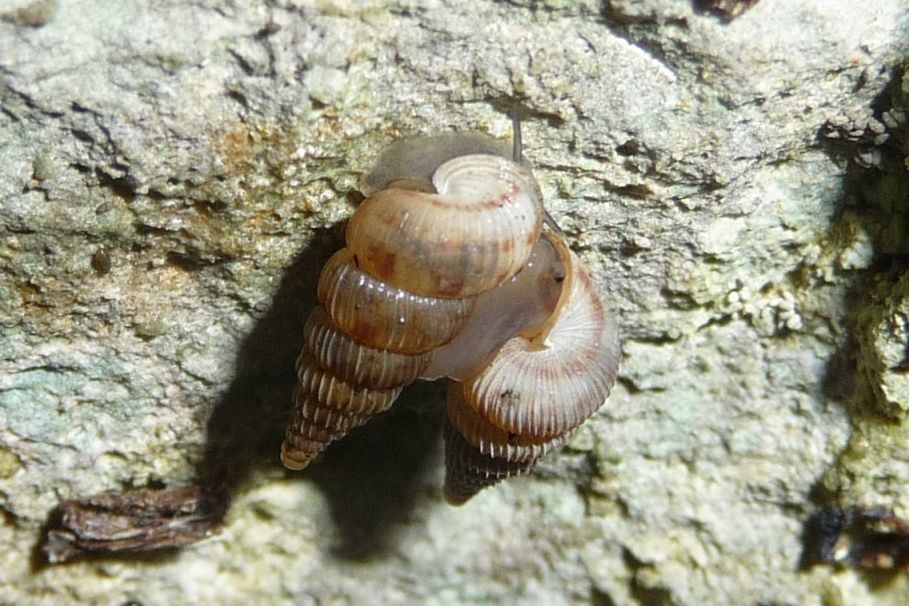 Cochlostoma villae - Lessini vicentini