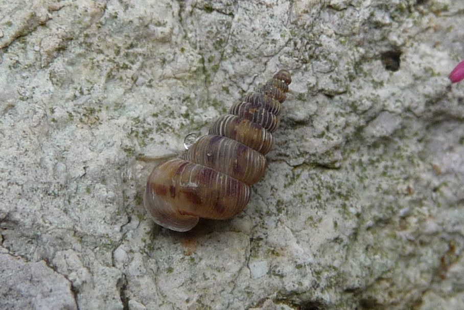 Cochlostoma villae - Lessini vicentini