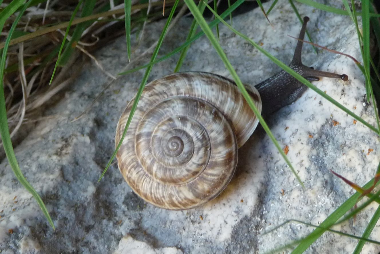 due bei colubrinum